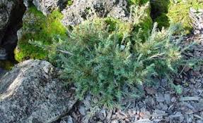 Attēlu rezultāti vaicājumam “Larix kaempferi”