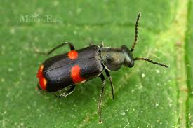 Attēlu rezultāti vaicājumam “Anthocomus fasciatus”