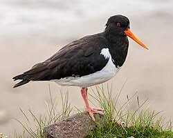 Attēlu rezultāti vaicājumam “Haematopus ostralegus adult”