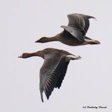 Attēlu rezultāti vaicājumam “Anser serrirostris”