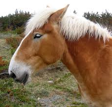 Attēlu rezultāti vaicājumam “Equus ferus caballus”