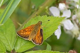 Attēlu rezultāti vaicājumam “Ochlodes sylvanus male”