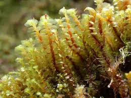 Attēlu rezultāti vaicājumam “Scapania undulata”