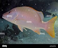 Image result for Lutjanus jocu