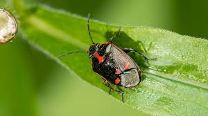 Attēlu rezultāti vaicājumam “Eurydema oleracea”