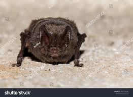 Attēlu rezultāti vaicājumam “Barbastella barbastellus”