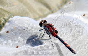 Attēlu rezultāti vaicājumam “Leucorrhinia dubia”