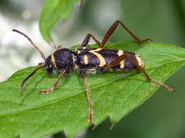 Attēlu rezultāti vaicājumam “Clytus arietis”