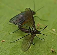 Attēlu rezultāti vaicājumam “Sciara analis”