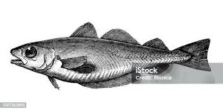 Image result for Merlangius merlangus