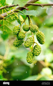 Attēlu rezultāti vaicājumam “Alnus glutinosa fruit”