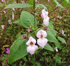 Image result for Impatiens glandulifera