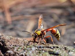 Attēlu rezultāti vaicājumam “Eumenidae”