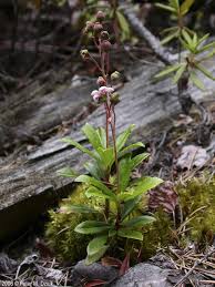 Attēlu rezultāti vaicājumam “Chimaphila umbellata flower”