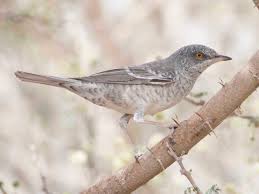 Attēlu rezultāti vaicājumam “Sylvia curruca adult”