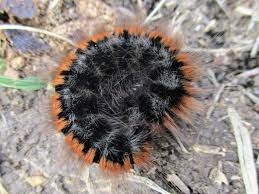 Attēlu rezultāti vaicājumam “Macrothylacia rubi”