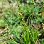 Attēlu rezultāti vaicājumam “Carex digitata fruit”