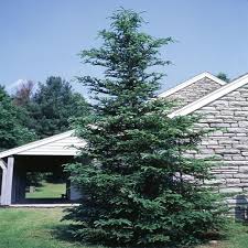 Attēlu rezultāti vaicājumam “Abies balsamea”