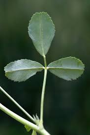 Attēlu rezultāti vaicājumam “Melilotus officinalis leaf”