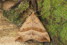 Attēlu rezultāti vaicājumam “Hypena proboscidalis”