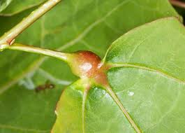 Attēlu rezultāti vaicājumam “Contarinia petioli”