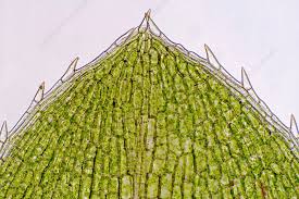 Attēlu rezultāti vaicājumam “Elodea canadensis”