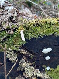 Attēlu rezultāti vaicājumam “Stemonitis axifera stalked”