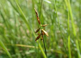 Attēlu rezultāti vaicājumam “Carex pulicaris”