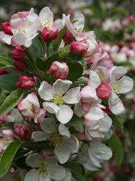 Attēlu rezultāti vaicājumam “Malus x zumi”