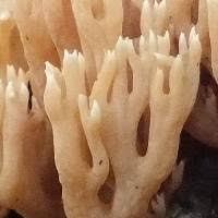 Attēlu rezultāti vaicājumam “Ramaria stricta”