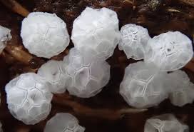 Attēlu rezultāti vaicājumam “Ceratiomyxa morchella”