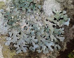 Attēlu rezultāti vaicājumam “Parmelia sulcata”