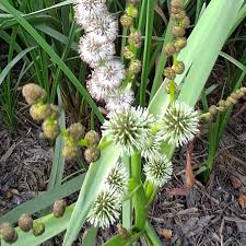 Attēlu rezultāti vaicājumam “Sparganium neglectum”