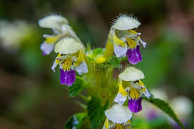 Attēlu rezultāti vaicājumam “Galeopsis speciosa flower”