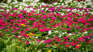 Image result for Impatiens walleriana