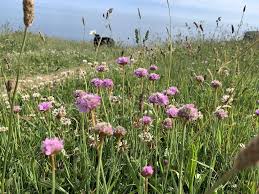 Attēlu rezultāti vaicājumam “Anthyllis maritima”