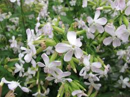 Attēlu rezultāti vaicājumam “Saponaria officinalis flower”