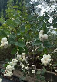 Attēlu rezultāti vaicājumam “Symphoricarpos albus fruit”