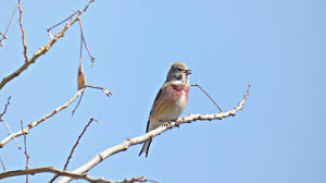 Attēlu rezultāti vaicājumam “Carduelis cannabina”