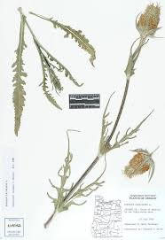 Image result for Dipsacus laciniatus