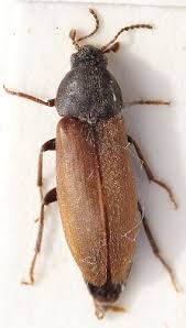 Attēlu rezultāti vaicājumam “Xylita laevigata”