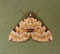 Attēlu rezultāti vaicājumam “Colostygia pectinataria”