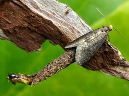 Attēlu rezultāti vaicājumam “Taleporia tubulosa”