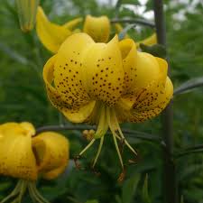 Attēlu rezultāti vaicājumam “Lilium lancifolium”
