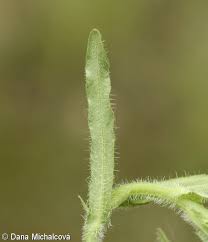 Attēlu rezultāti vaicājumam “Jasione montana leaf”