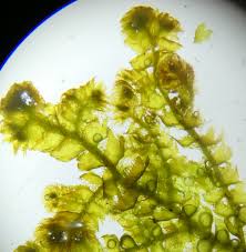 Attēlu rezultāti vaicājumam “Ptilidium ciliare”