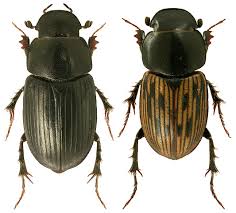 Attēlu rezultāti vaicājumam “Aphodius subterraneus”