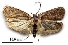Attēlu rezultāti vaicājumam “Agonopterix ciliella”
