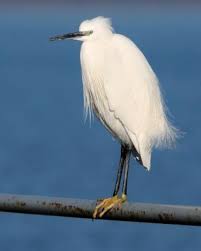 Attēlu rezultāti vaicājumam “Egretta garzetta”