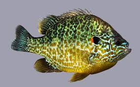 Image result for Lepomis gibbosus